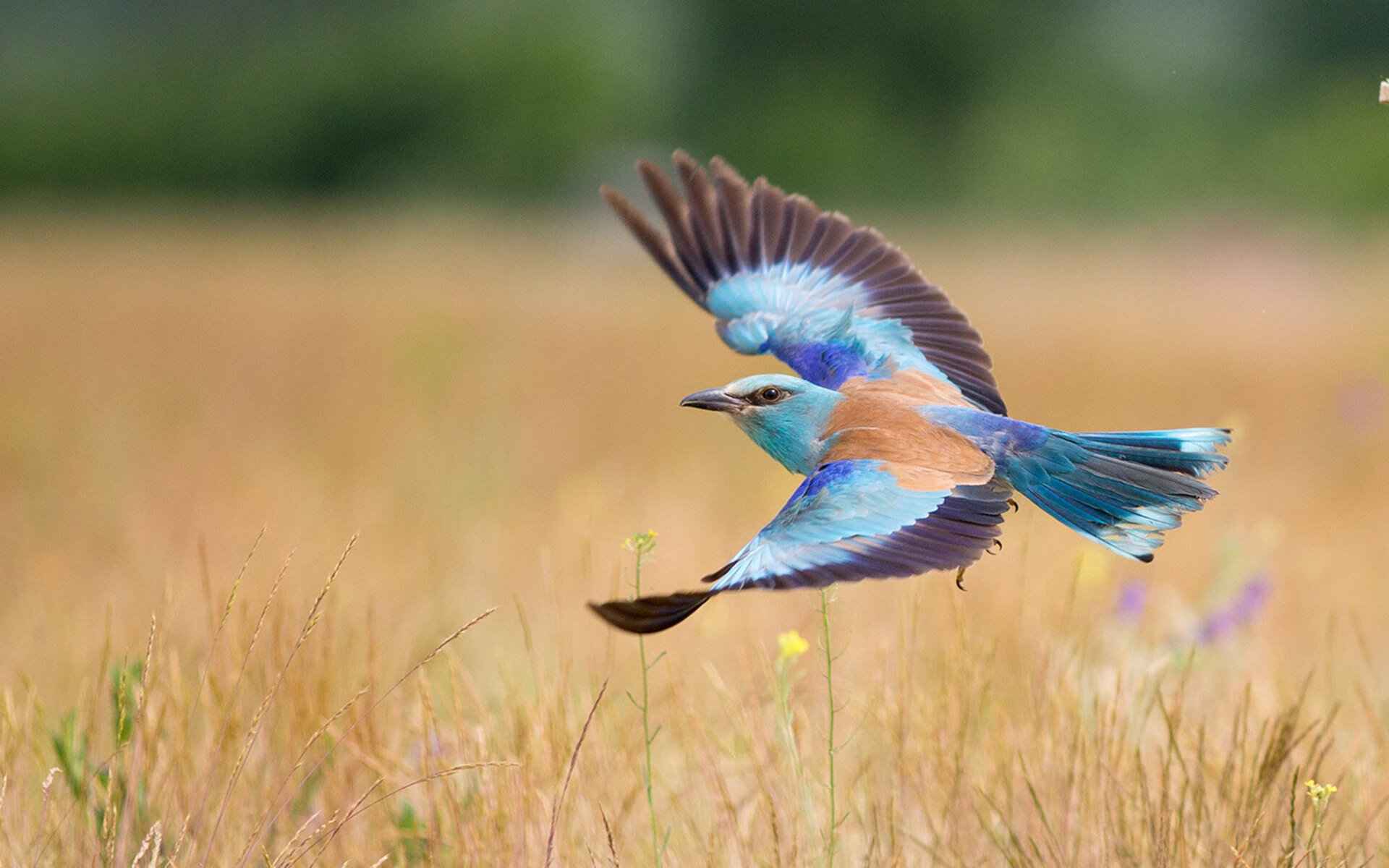 政府专项资金支持青少年足球场地改造工作深入推进，青少年校园足球改革试验区的建议