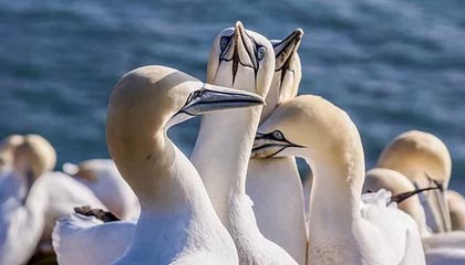 九游娱乐网页版-英超冠军争夺：悬念激烈，精彩纷呈！，英超冠军分析