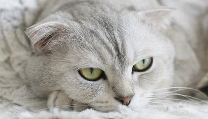 九游娱乐网页版-英超冠军争夺：悬念激烈，精彩纷呈！，英超冠军分析