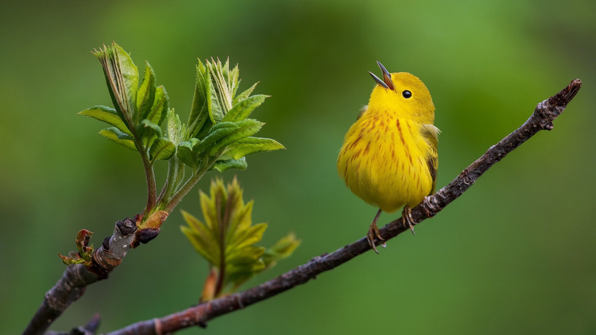 九游电竞官网-“奇迹之夜：独行侠队逆转对手实现大逆风翻盘”，奇迹世界2独行者之路怎么走