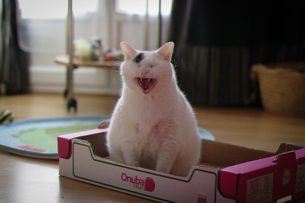 【大谷翔平的突破】双刀天才连续三场多安打表现，大谷翔平会回到日本吗