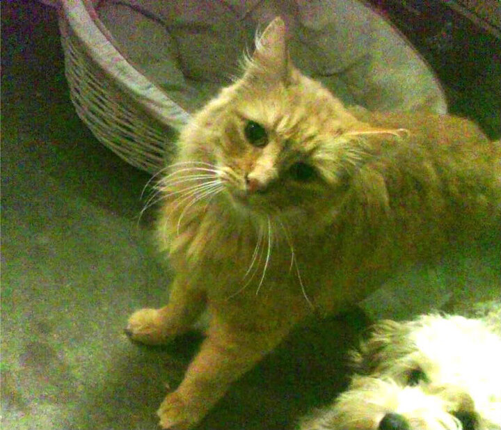 全国青少年“绿色运动”环保篮球赛在南昌火热举行，倡导可持续发展