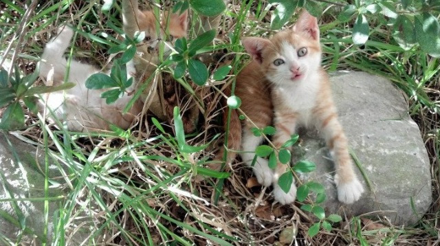 大牌转会解析：知名球员加盟背后的深层策略，球员转会排名