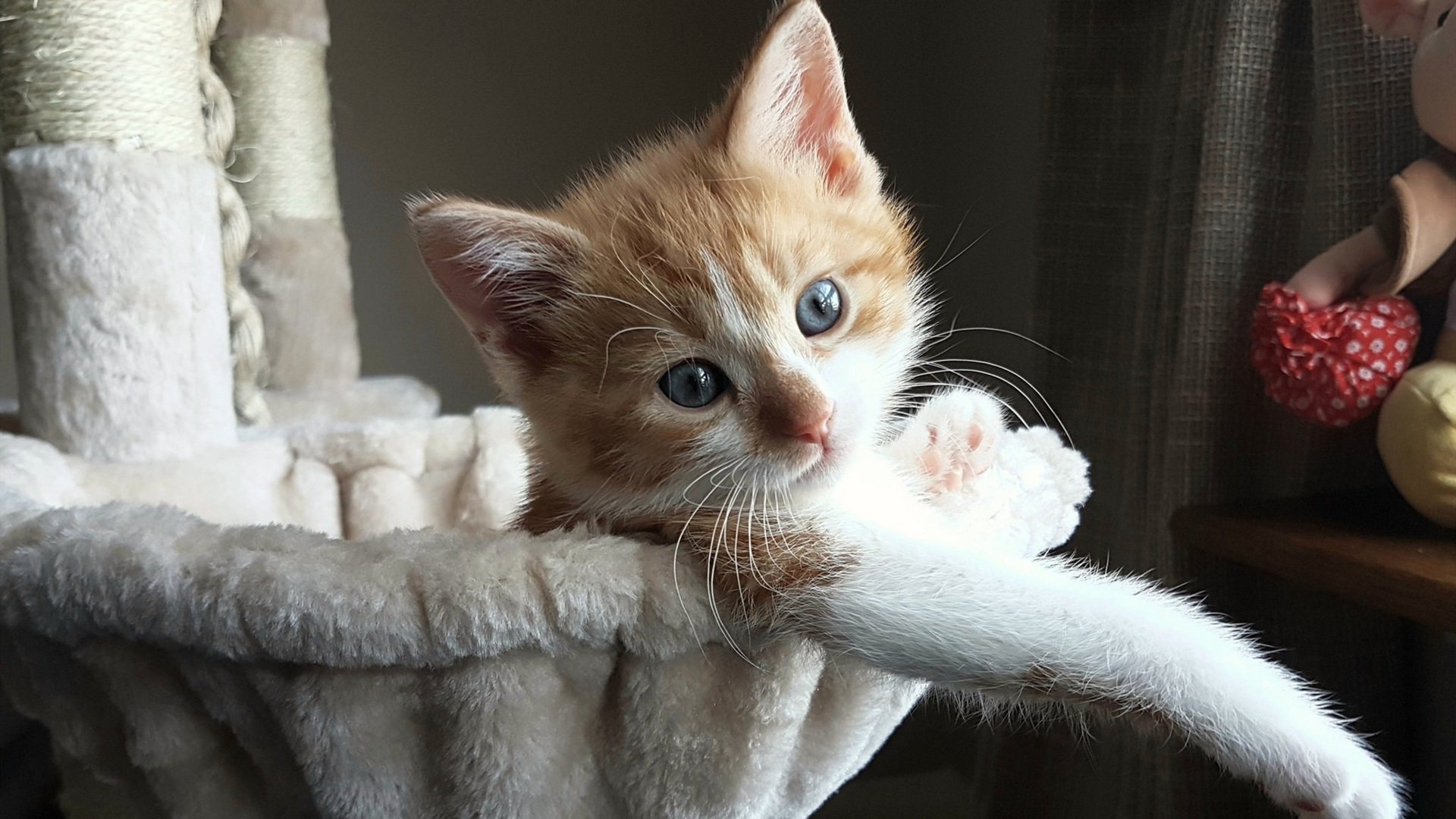 威廉姆斯在决赛中击败荷兰选手桑妮·范·代克，桑尼 比尔 威廉姆斯