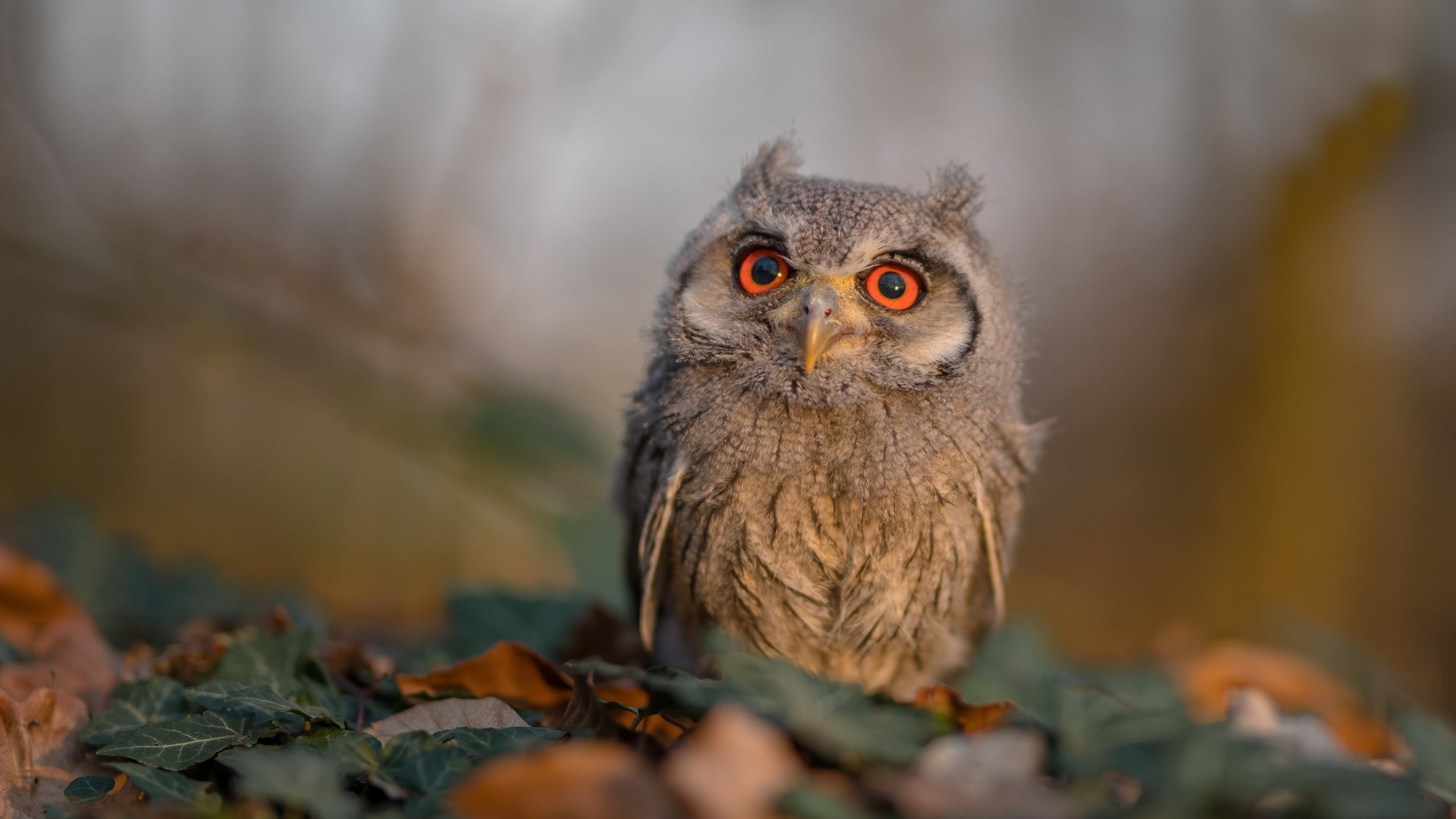 威廉姆斯在决赛中击败荷兰选手桑妮·范·代克，桑尼 比尔 威廉姆斯